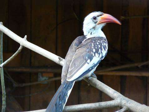 Neue Tiere aus andern Tierparks - Kronentokos
Flammenkopfbartvögel - Durch einen regen Austausch mit anderen Tier-und Vogelparks können wir Ihnen einige neue afrikanische Vogelarten präsentieren.