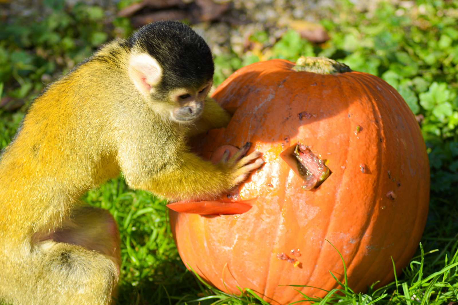 Tierpfleger Co-Produktion: Beschäftigung und Dokumentation  - Fotos: C. Kerber - Der goldene Herbst kehrt bei den Totenkopfaffen ein