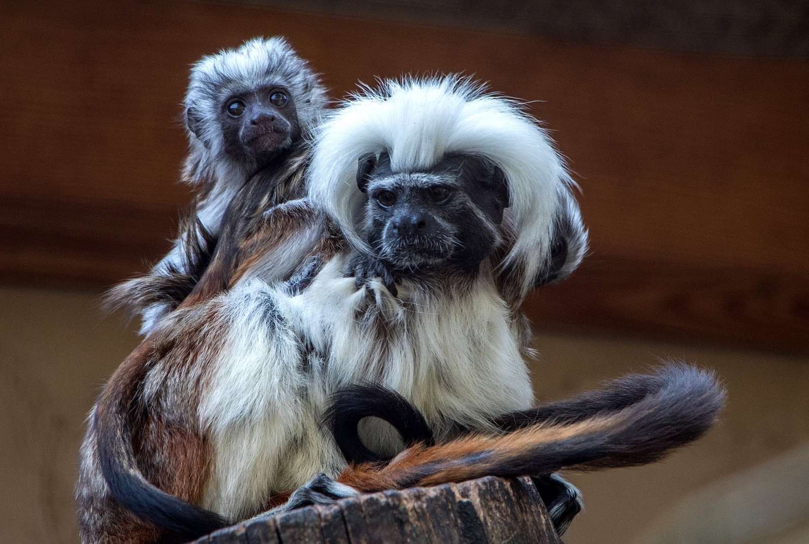 Affennachwuchs zum Saisonstart -  Foto: H. Meierjohann. Den Namen „Liszt“ tragen Vater und Sohn zurecht ? denn zumindest die Frisur erinnert an den Komponisten.                    - Der Vogelpark Heiligenkirchen startet am 17. März in die neue Saison. Mit dabei ein Lisztaffenjunges.