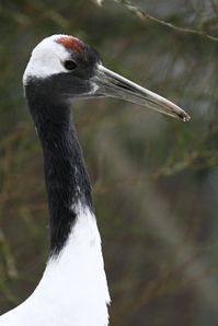 Mandschurenkranich (Grus japonensis)