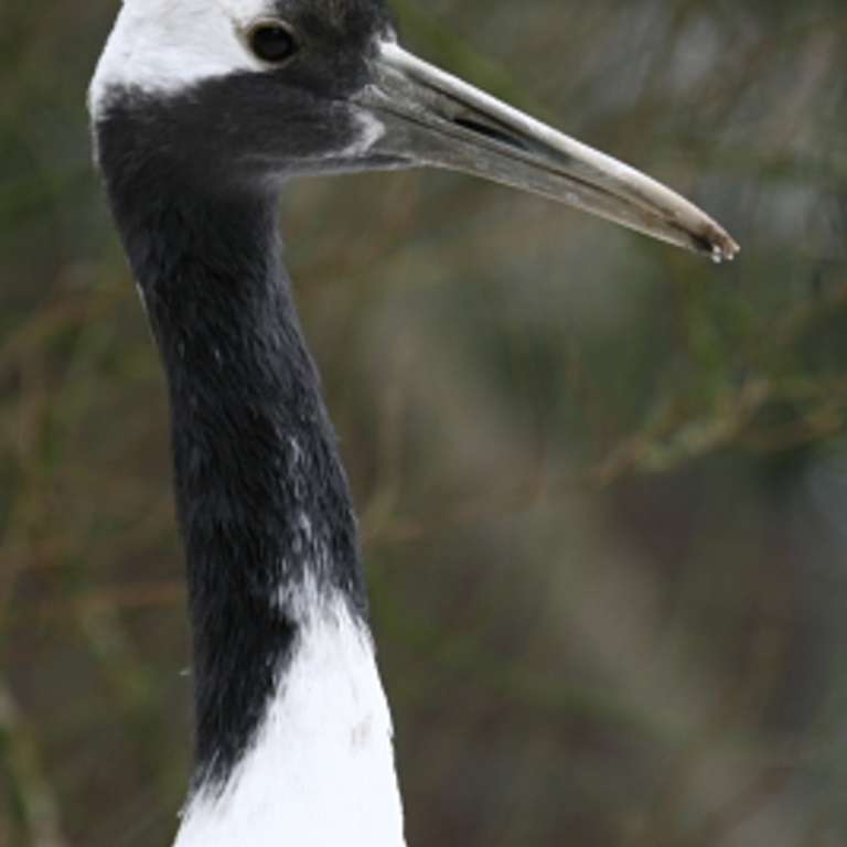 Die Mandschurenkraniche sind da! - Mandschurenkranich (Grus japonensis)
Mandschurenkranich (Grus japonensis) - Der Mandschurenkranich (Grus japonensis) gilt in Asien als Symbol des Glücks und der Treue.