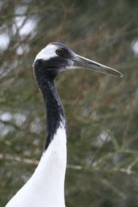 Mandschurenkranich (Grus japonensis)