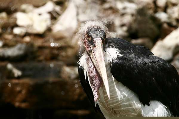 Am 19. März geht`s los - Marabu - Der Vogelpark Heiligenkirchen beginnt die Saison 2011 am Samstag, dem 19 März.