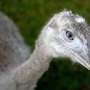 Aus den Niederlanden - Nandu-Henne - Am 05. Februar durften wir eine neue Nandu-Henne im Vogelpark begrüßen. Sie ist im Zoo Parc Overloon im Jahre 2002 geboren und wir freuen uns, sie nun mit unserm weißen Riesen bekannt machen zu können.