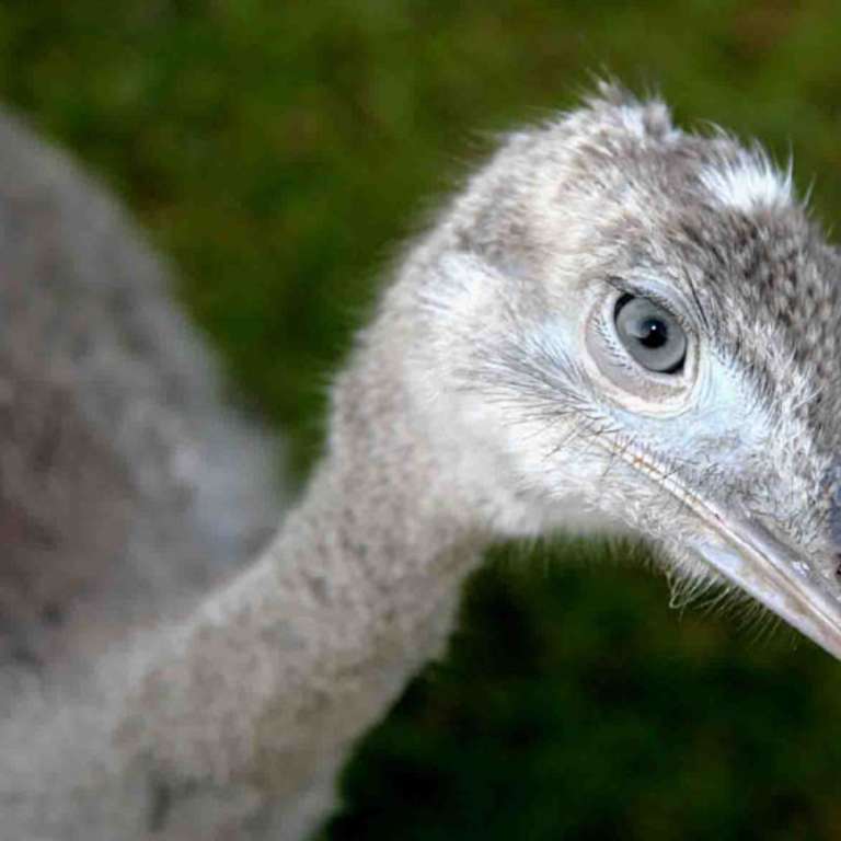 Aus den Niederlanden - Nandu-Henne - Am 05. Februar durften wir eine neue Nandu-Henne im Vogelpark begrüßen. Sie ist im Zoo Parc Overloon im Jahre 2002 geboren und wir freuen uns, sie nun mit unserm weißen Riesen bekannt machen zu können.