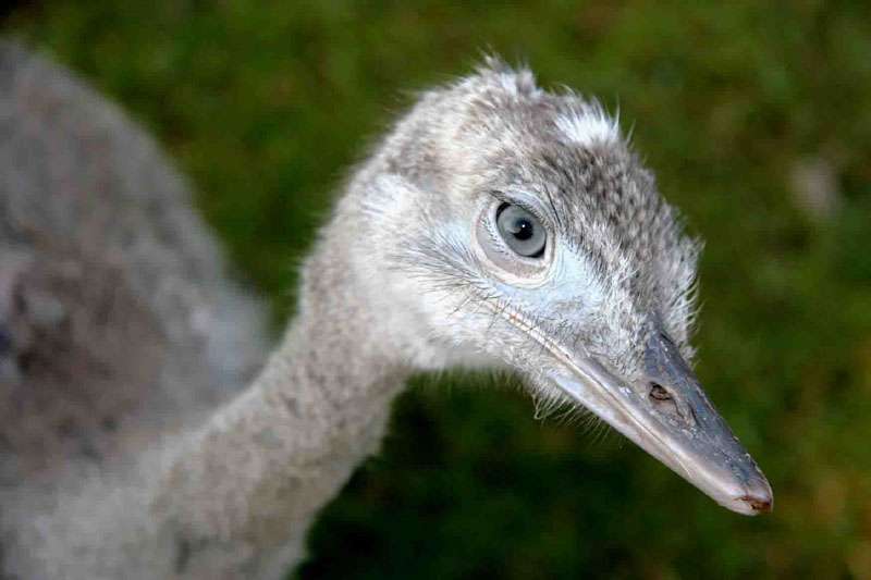 Aus den Niederlanden - Nandu-Henne - Am 05. Februar durften wir eine neue Nandu-Henne im Vogelpark begrüßen. Sie ist im Zoo Parc Overloon im Jahre 2002 geboren und wir freuen uns, sie nun mit unserm weißen Riesen bekannt machen zu können.