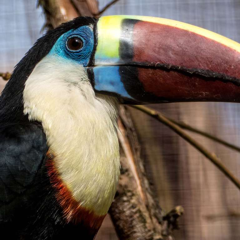 Unsere Neuen I: Rotschnabeltukane - Foto: H. Meierjohann - Mit süßen Geschenken zum perfekten Liebesglück