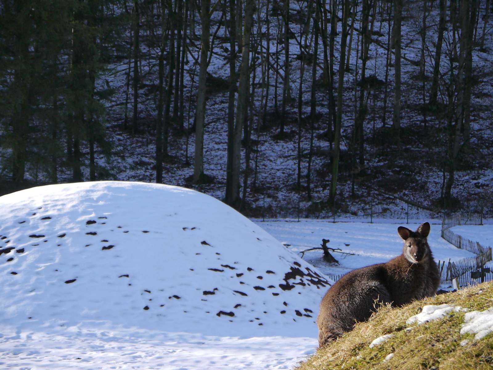 +++ UPDATE  +++  - Für das Känguru sind die Temperaturen kein Problem
Schnee so weit das Auge reicht
Hier ist noch nicht an spielen zu denken
Der Schnee hat die Narzissen vorm Frost geschützt
Auf den Parkplätzen liegt eine dicke Schneeschicht - Witterungsbedingt müssen wir leider den Saisonstart auf den 17. März verschieben!  