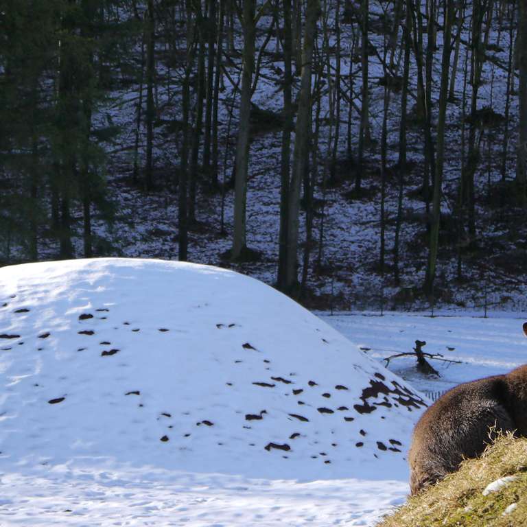 +++ UPDATE  +++  - Für das Känguru sind die Temperaturen kein Problem
Schnee so weit das Auge reicht
Hier ist noch nicht an spielen zu denken
Der Schnee hat die Narzissen vorm Frost geschützt
Auf den Parkplätzen liegt eine dicke Schneeschicht - Witterungsbedingt müssen wir leider den Saisonstart auf den 17. März verschieben!  