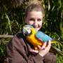 50 Jahre auf Tuchfühlung mit den Tieren - Tierpflegerin Kristine Böhm und Gelbbrustara Paula freuen sich auf die Jubiläumssaison. - Vogelpark Heiligenkirchen öffnet am 23. März 