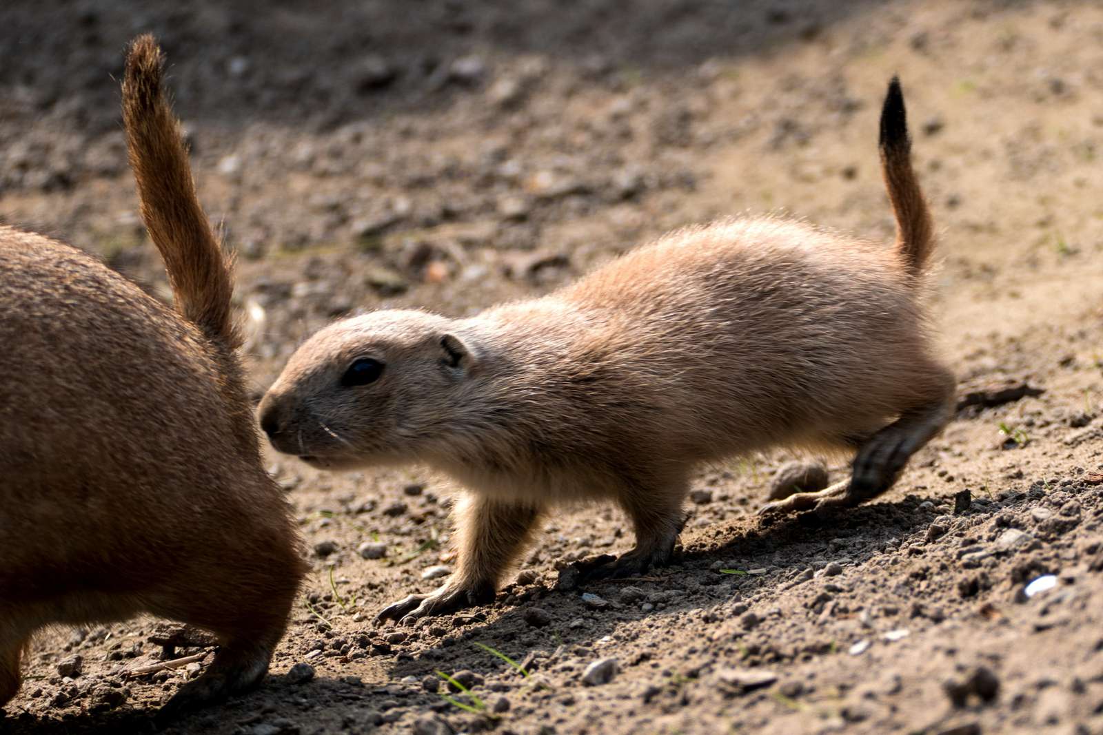 Nachwuchs bei unseren Präriehunden! - Immer in Reih und Glied. Noch sind die Jungtiere besonders vorsichtig.
Hunger wie die großen haben unsere kleinen Präriehunde jetzt schon.
Stets in der Nähe. Die Elterntiere spielen mit ihren Jungen. Fotos: H. Meierjohann - Die ersten drei jungen Präriehunde sind "ausgeflogen"!