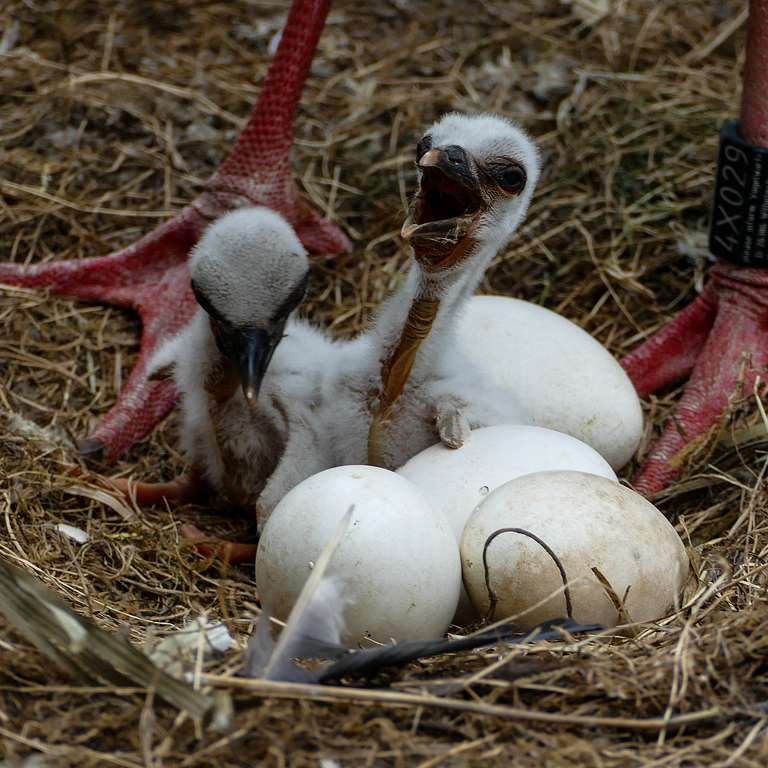 Nachwuchs bei unseren Störchen! - Schon jetzt reißen unsere Jungstörche den Schnabel mächtig auf und warten auf Futter der Eltern. Foto: H. Meierjohann - Die ersten beiden Jungstörche sind aus ihren Eiern geschlüpft und halten nun ihre Eltern mächtig auf Trab.