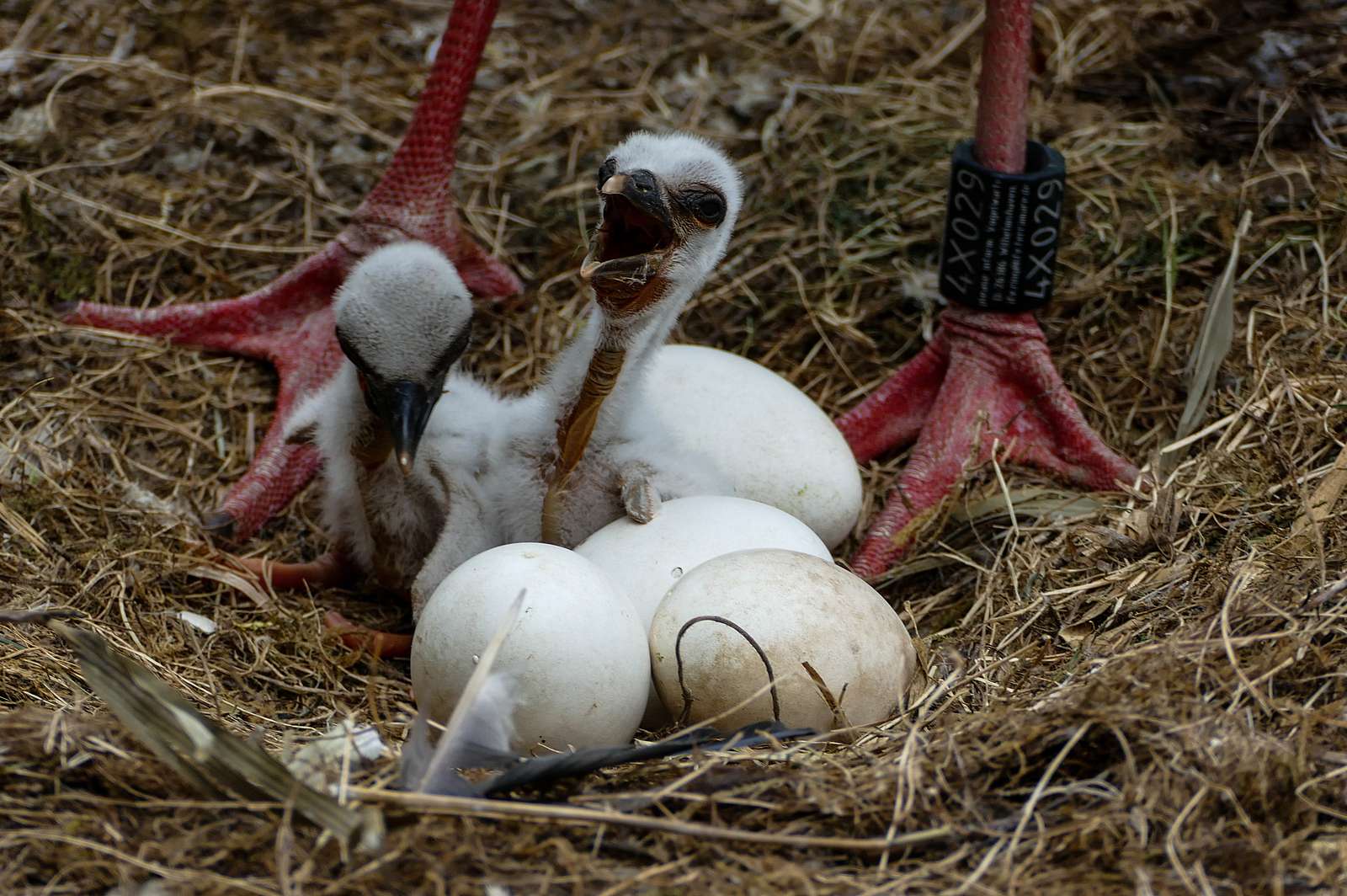 Nachwuchs bei unseren Störchen! - Schon jetzt reißen unsere Jungstörche den Schnabel mächtig auf und warten auf Futter der Eltern. Foto: H. Meierjohann - Die ersten beiden Jungstörche sind aus ihren Eiern geschlüpft und halten nun ihre Eltern mächtig auf Trab.