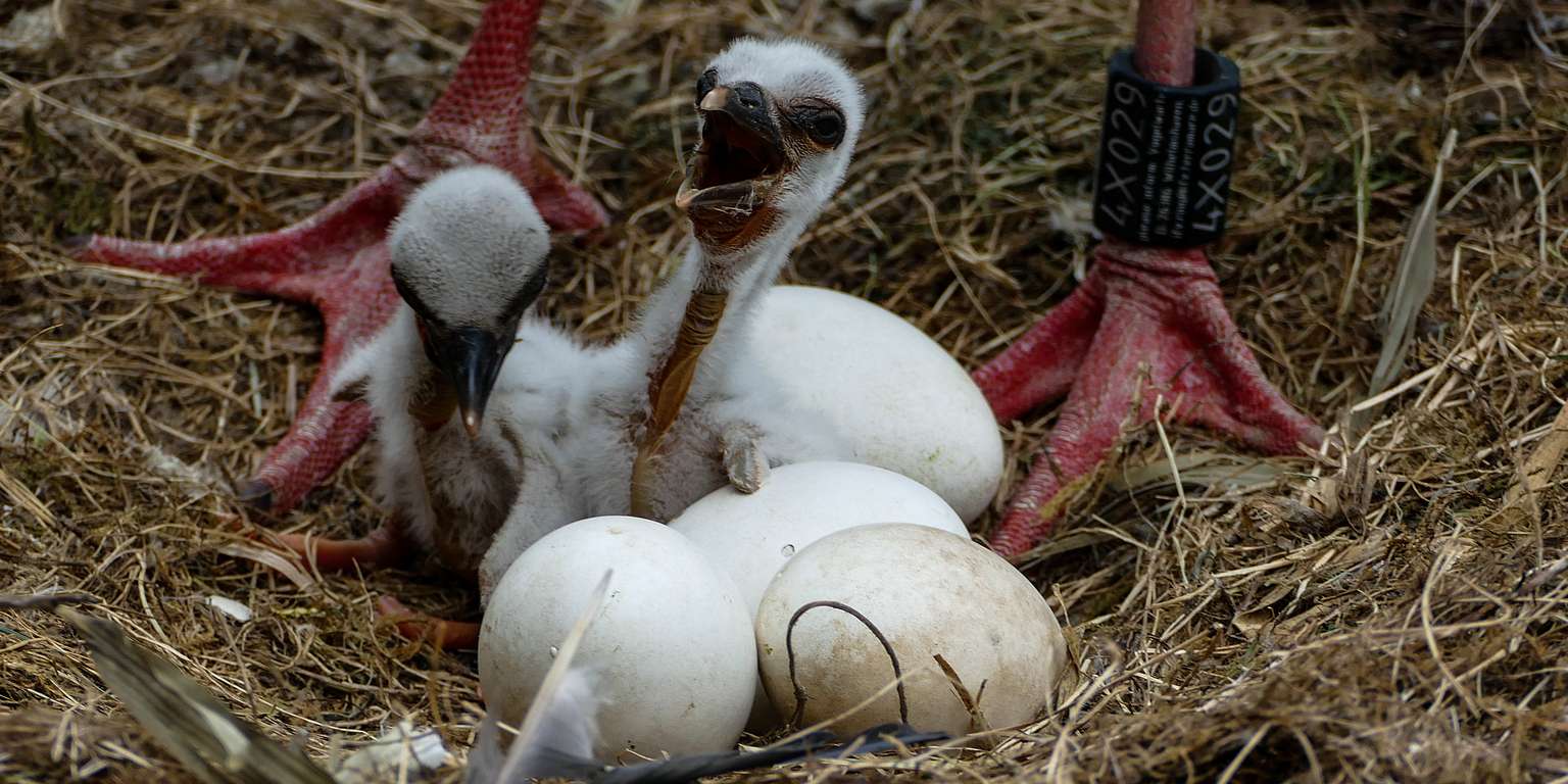 Nachwuchs bei unseren Störchen! - Schon jetzt reißen unsere Jungstörche den Schnabel mächtig auf und warten auf Futter der Eltern. Foto: H. Meierjohann - Die ersten beiden Jungstörche sind aus ihren Eiern geschlüpft und halten nun ihre Eltern mächtig auf Trab.