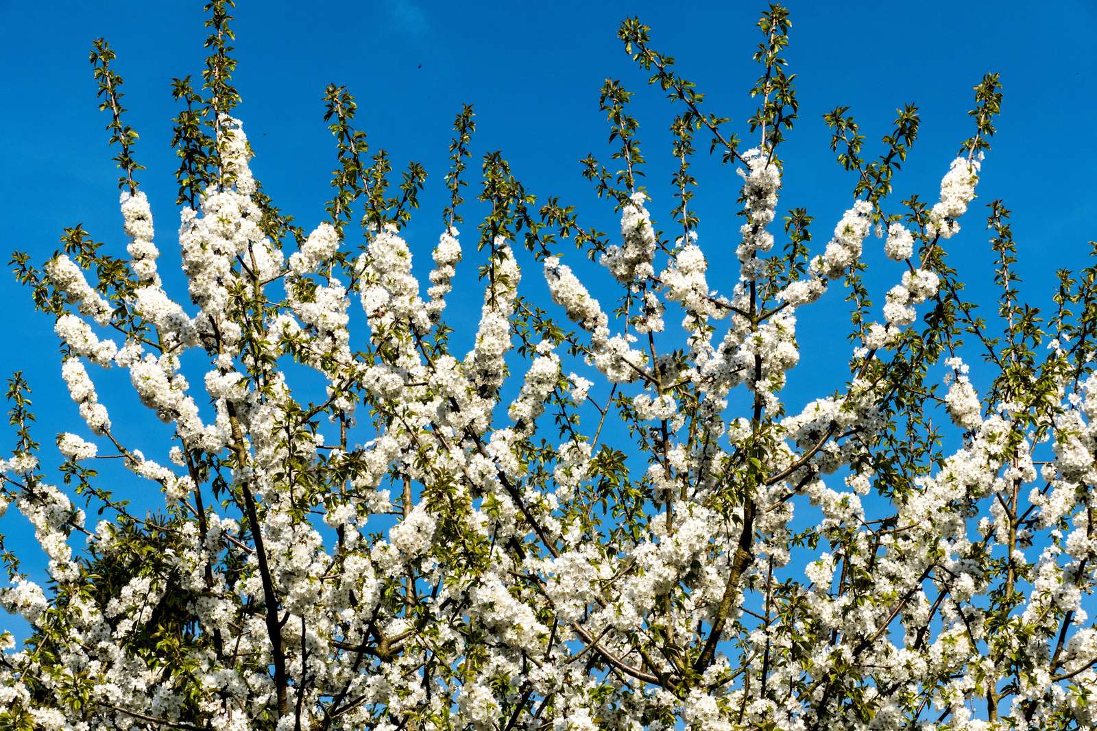 Atemberaubende Blütenpracht im Vogelpark Heiligenkirchen! - Über 20.000 Narzissen und etliche Obstbäume stehen in voller Blüte. Fotos: H. Meierjohann - Über 20.000 Narzissen und etliche Obstbäume stehen in voller Blüte.