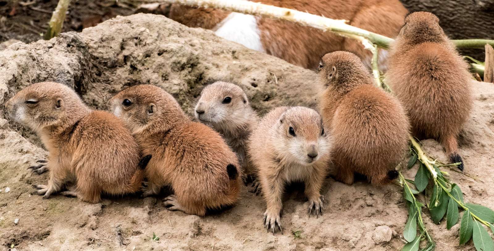 Unsere Präriehund-Familie ist gewachsen  - Fotos: H. Meierjohann - Gleich mehrere Jungtiere sind „ausgeflogen“