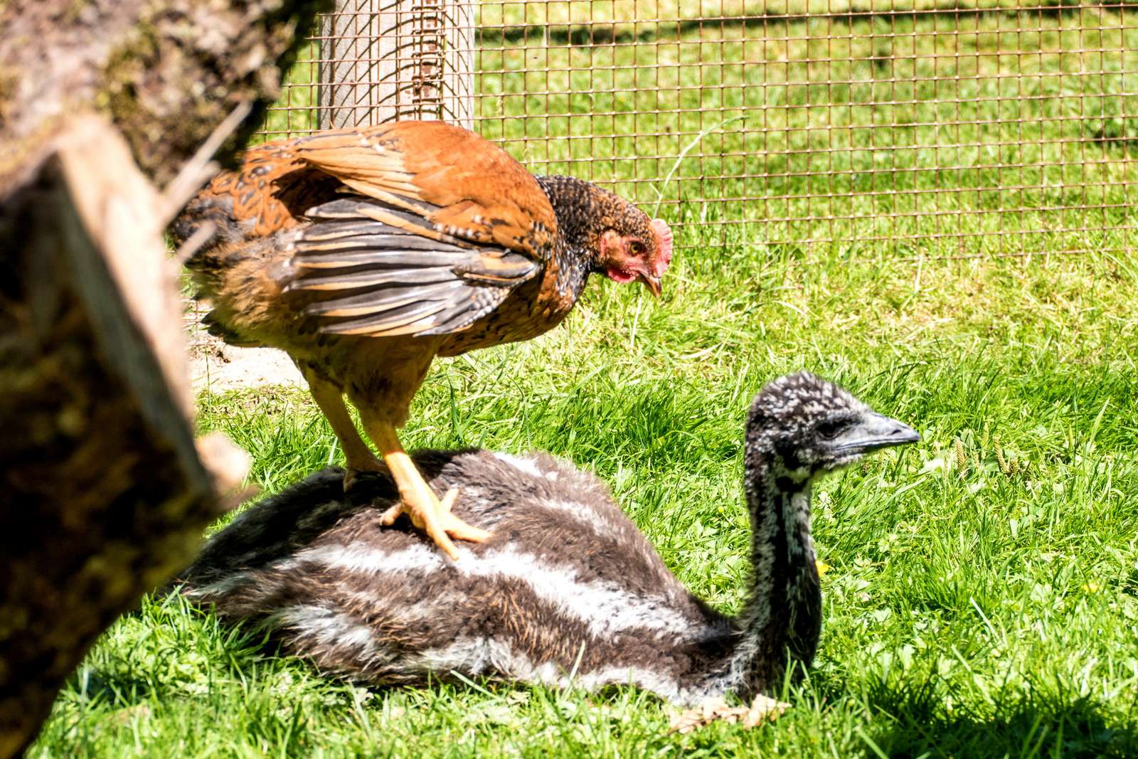 Unzertrennliche tierische Freunde  - Gemeinsam unterwegs! Fotos: H. Meierjohann - Gemeinsam durch die Sommerferien!