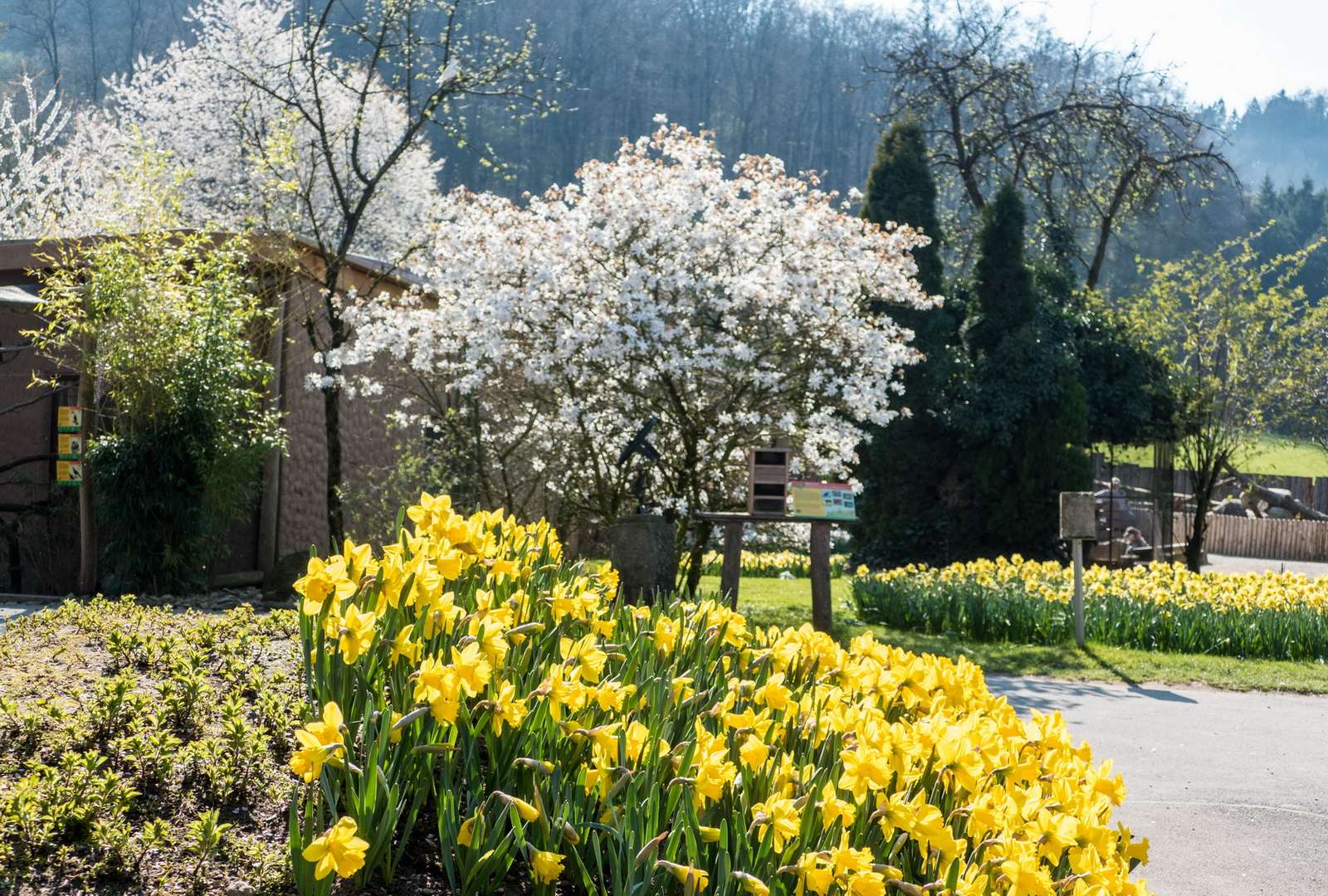 Mehr Frühling? Geht nicht! - Pünktlich zu den Osterferien stehen 20.000 Narzissen in voller Blüte