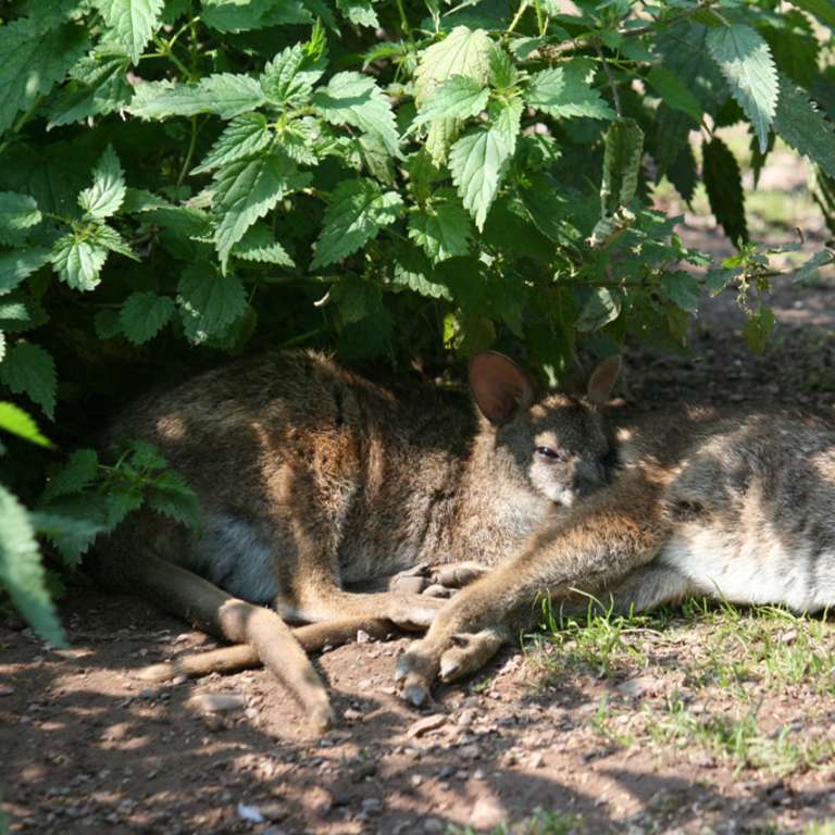 Zwei neue Parma-Wallabys! - Parma-Wallabys
Parma-Wallabys
Parma-Wallabys
Parma-Wallabys - Schon wieder hat der Park neuen Zuwachs bekommen.