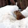 Winterschlaf? Langweilig! - Präriehund im Schnee
Präriehund im Schnee - Wie ihre nächsten Verwandten, die Murmeltiere, sollten auch Präriehunde eigentlich ihren Winterschlaf halten.