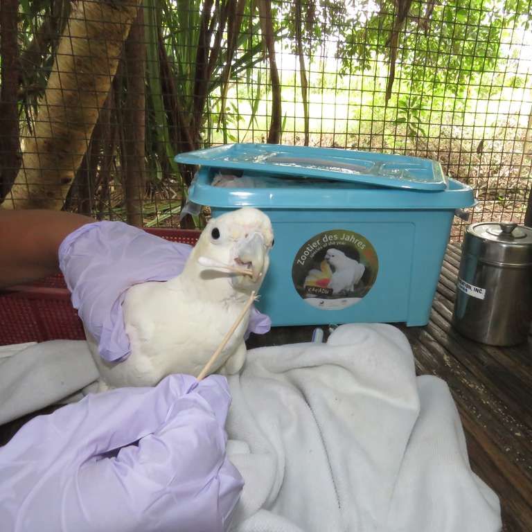 Der Kakadu ist „Zootier des Jahres 2017“  - Rettung von Kakadu Jungvögeln in der Katala Foundation auf den Philippinen unterstützt mit Materialien durch die Aktion „Zootier des Jahres 2017“
Aufkleber Zootier des Jahres
 - Der Vogelpark Heiligenkirchen unterstützt die Aktion, um auf die bedrohte Art
aufmerksam zu machen!