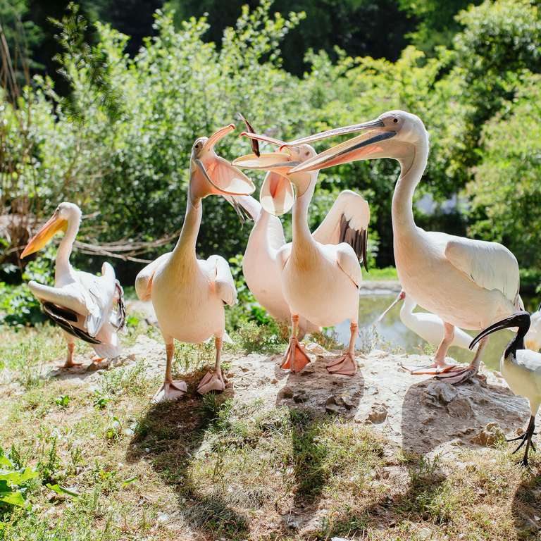 In den Sommerferien gibts viel zu entdecken - Auch im Vogelpark ist der Sommer angekommen – mit niedlichem Alpaka-
Nachwuchs, fröhlich zwitschernden Vogelbabys und buntem Blütenmeer. Der Park
lädt in den Sommerferien zu erlebnisreicher und entspannter Familienzeit ein und
wird jeden Ferientag von 9 bis 18 Uhr geöffnet sein.