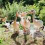 In den Sommerferien gibts viel zu entdecken - Auch im Vogelpark ist der Sommer angekommen – mit niedlichem Alpaka-
Nachwuchs, fröhlich zwitschernden Vogelbabys und buntem Blütenmeer. Der Park
lädt in den Sommerferien zu erlebnisreicher und entspannter Familienzeit ein und
wird jeden Ferientag von 9 bis 18 Uhr geöffnet sein.