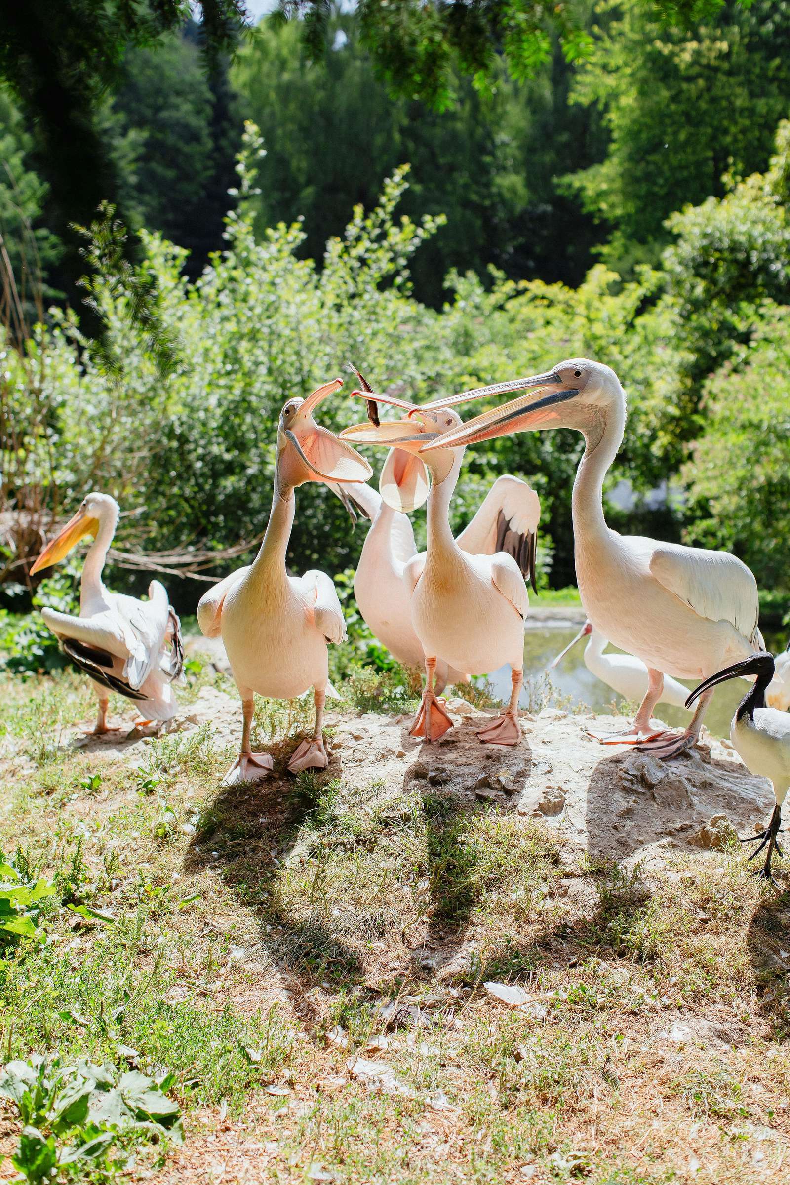 In den Sommerferien gibts viel zu entdecken - Auch im Vogelpark ist der Sommer angekommen – mit niedlichem Alpaka-
Nachwuchs, fröhlich zwitschernden Vogelbabys und buntem Blütenmeer. Der Park
lädt in den Sommerferien zu erlebnisreicher und entspannter Familienzeit ein und
wird jeden Ferientag von 9 bis 18 Uhr geöffnet sein.
