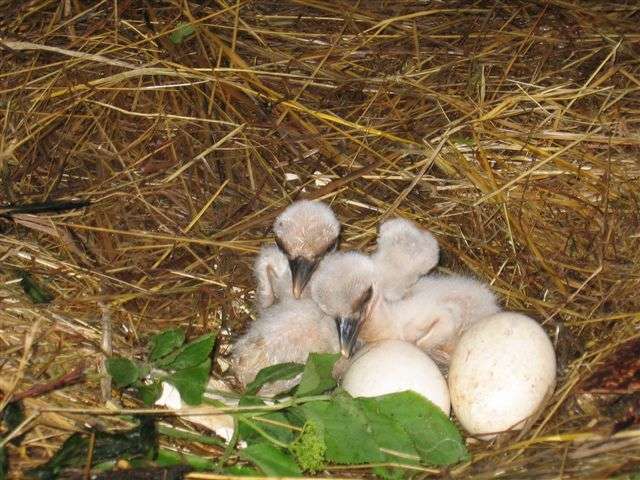 Das 1. Storchenküken ist da! - Storchenküken im Nest
Storchenküken mit Elternvogel - Endlich ist es soweit. Das 1. Jungtier unseres Storchenpaares ist am 1. Mai geschlüpft. Und am 2. Mai sind zwei weitere Jungtiere aus dem Ei gekommen.