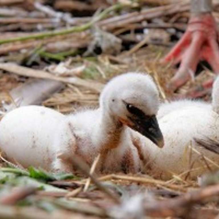 Sie sind da! - Storchenküken
Küken im Stochennest
Storchenküken & Eier - Am Freitag, den 08. Mai sind zwei Jungstörche bei uns geschlüpft. Die Eltern versorgen und kümmern sich liebevoll um die Küken.