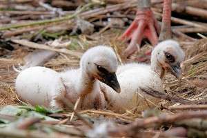 Sie sind da! - Storchenküken
Küken im Stochennest
Storchenküken & Eier - Am Freitag, den 08. Mai sind zwei Jungstörche bei uns geschlüpft. Die Eltern versorgen und kümmern sich liebevoll um die Küken.