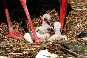 Storchenküken mit Elternvogel
