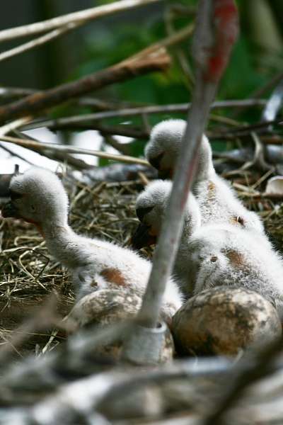 3 Störche geschlüpft !!! - Storchenküken - Nun ist es soweit. Alle Jungen des Storchenpaares sind geschlüpft, und die Jungen sind zusammen mit ihren Eltern im Freigehege zu sehen. Man erkennt deutliche Größenunterschiede zwischen den nicht gleichalten Jungen.