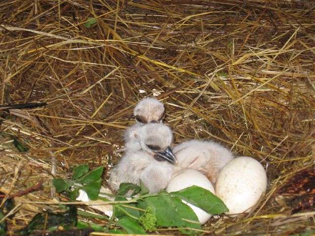 Störche geschlüpft! - Storchenküken im Nest - Nachdem die Weißstörche am 6. April das erste ihrer 5 Eier gelegt hatten, sind 37 Tage später die ersten beiden Küken geschlüpft.