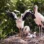 Weißstörche wachsen - Storchennest
Storchennest
Storchennest
Storchennest
Storchennest
Storchennest
Storchennest
Storchennest - Den drei Jungen Weistörchen geht es sehr gut. Sie sind jetzt 5 Wochen alt und machen auch schon die ersten Flugversuche, aber sehen Sie selbst...