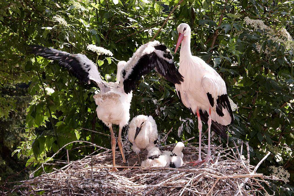 Weißstörche wachsen - Storchennest
Storchennest
Storchennest
Storchennest
Storchennest
Storchennest
Storchennest
Storchennest - Den drei Jungen Weistörchen geht es sehr gut. Sie sind jetzt 5 Wochen alt und machen auch schon die ersten Flugversuche, aber sehen Sie selbst...