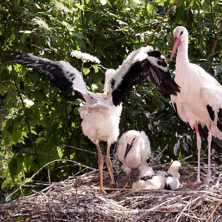 Weißstörche wachsen - Storchennest
Storchennest
Storchennest
Storchennest
Storchennest
Storchennest
Storchennest
Storchennest - Den drei Jungen Weistörchen geht es sehr gut. Sie sind jetzt 5 Wochen alt und machen auch schon die ersten Flugversuche, aber sehen Sie selbst...