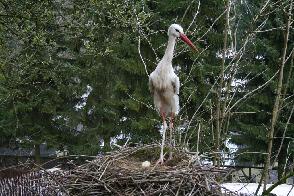 Die Störche brüten - Storchennest im Vogelpark
brütende Störche - Nun hat der Frühling im Vogelpark endgültig Einzug gehalten. Die Störche haben schon seit 2 Wochen kräftig gebalzt und jede Menge Nistmaterial auf ihr hohes Nest eingebracht, nun ist es endlich da.