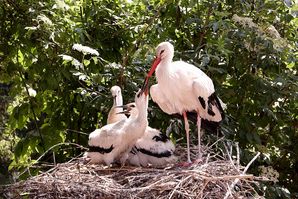 Storchennest