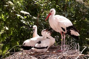 Storchennest