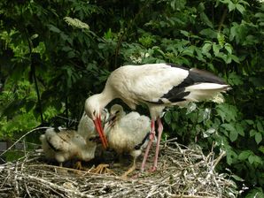 Storchennest