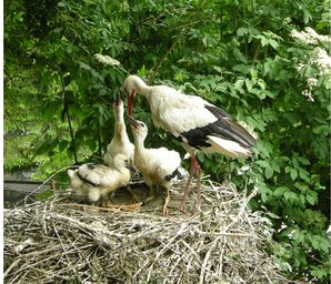 Storchennest