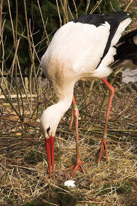 Die Störche brüten! - Storchennest mit Ei und Altvogel - Am 6. April haben unsere Weißstörche wieder ihr erstes Ei gelegt - mit ein paar Tagen Verspätung: Einige Jahre lang legten die Störche pünktlich am 1. April ihr erstes Ei (Kein Aprilscherz).