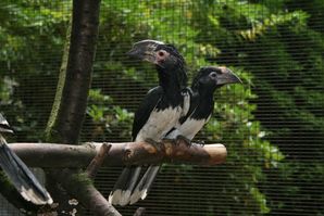 Trompeterhornvögel mit Jungvogel