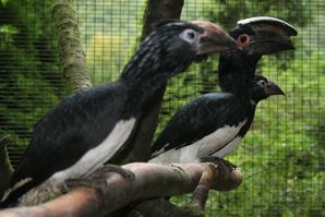 Trompeterhornvögel mit Jungvogel