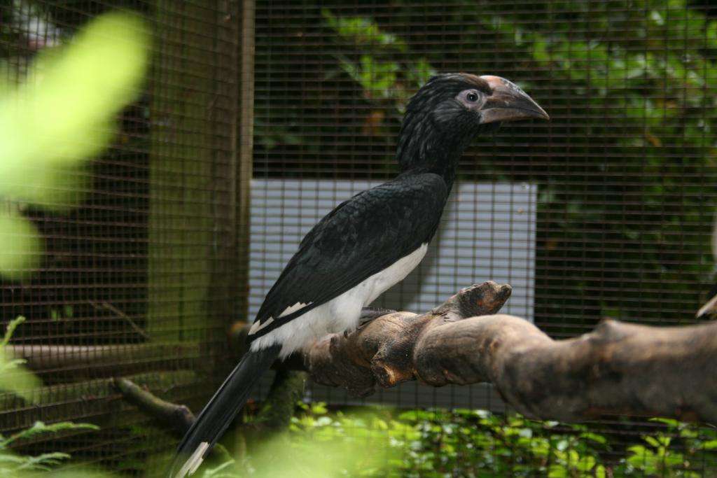 Trompeterhornvögel ausgebrochen - Trompeterhornvogel
Trompeterhornvögel mit Jungvogel
Trompeterhornvögel mit Jungvogel - Am 31. August sind im Laufe des Vormittags die kleinen Trompeterhornvögel mit ihrer Mutter ausgebrochen.