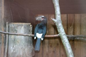 Trompeterhornvogel vor Bruthöhle