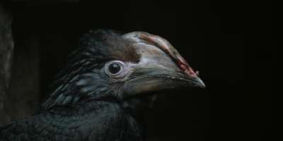 Endspurt - Trompeterhornvogel
Präriehund - Nach über 70 Tagen hat das Trompeterhornvogelweibchen zusammen mit dem Nachwuchs (zwei Männchen) endlich die Bruthöhle verlassen.