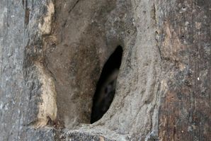 Trompeterhornvogel in Bruthöhle eingemauert
