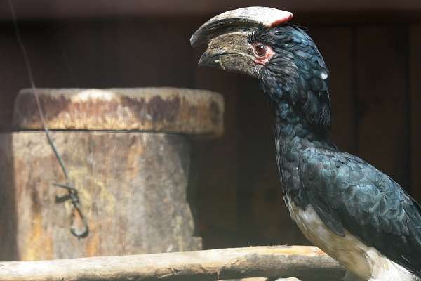 Bei uns piepst’s! - Trompeterhornvogel vor Bruthöhle - Bei unseren Trompeterhornvögeln und Deckens Tokos piepst es aus den Bruthöhlen, ein sicheres Zeichen für Nachwuchs!